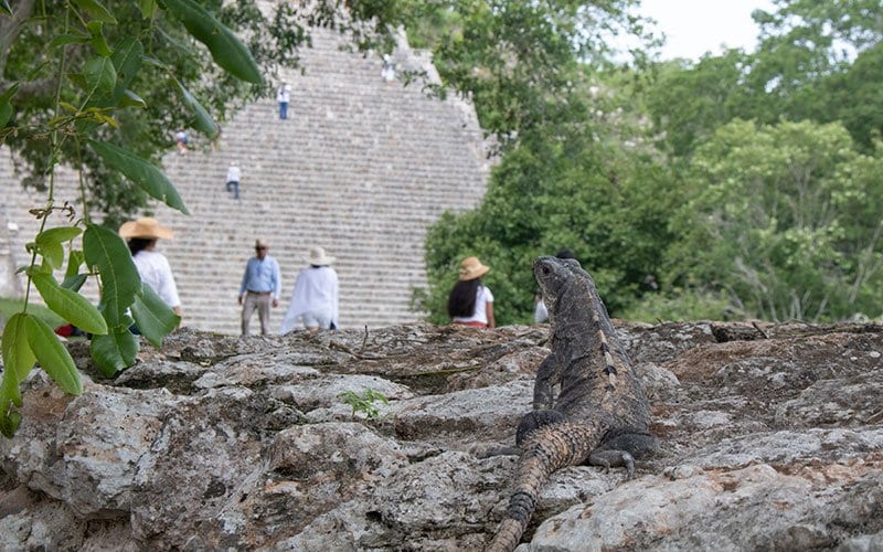 Mayan Pyramids to Climb in Mexico with Kids Uxmal with a Iguana in front